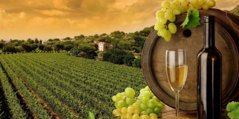 GOURMET FOOD & WINE TOURS